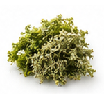 Mossy
