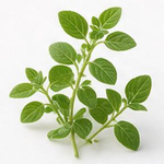 Oregano