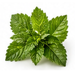 Patchouli